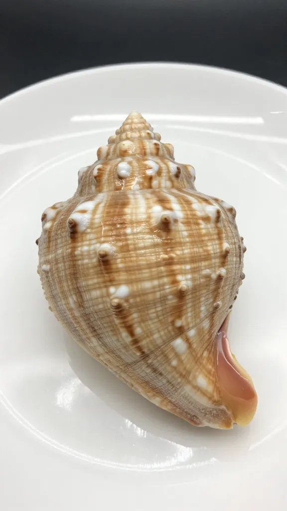 closeup of a single stuffed jumbo shell on white plate